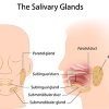 Salivary Glands